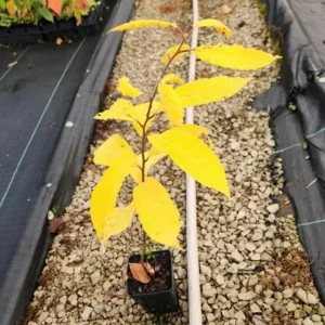 American Persimmon Live Plant 4