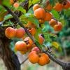 American Persimmon Live Plant 4" Pot – Cold Hardy Fruit Tree Diospyros virginiana - Image 1