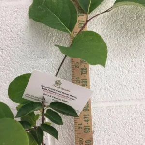 American Persimmon Live Plant - Diospyros Virginiana - 6-12