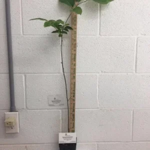 American Persimmon Live Plant - Diospyros Virginiana - 6-12