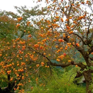 American Persimmon Live Tree - Heirloom Fruit Tree, Quart Pot, 6-12 inches, Outdoor - Image 10