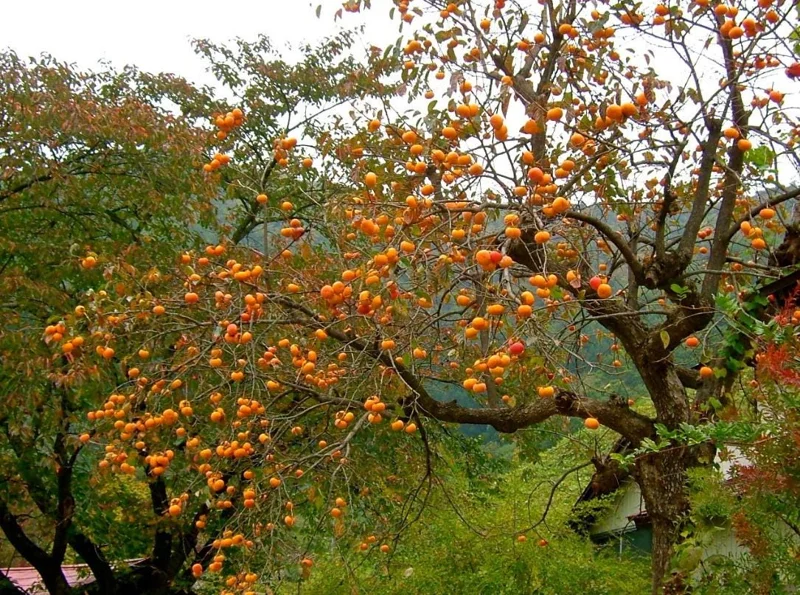 American Persimmon Live Tree - Heirloom Fruit Tree, Quart Pot, 6-12 inches, Outdoor - Image 10