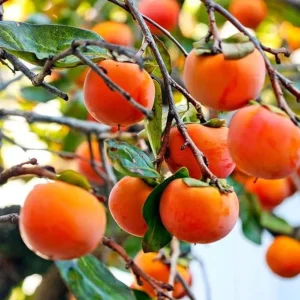 American Persimmon Live Tree - Heirloom Fruit Tree, Quart Pot, 6-12 inches, Outdoor - Image 3