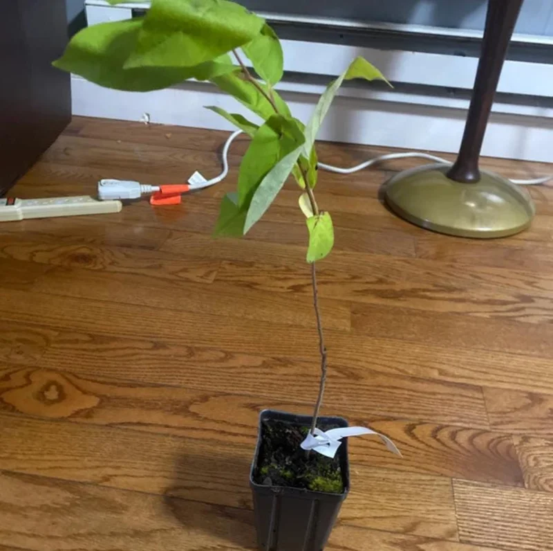 American Persimmon Live Tree - Heirloom Fruit Tree, Quart Pot, 6-12 inches, Outdoor - Image 6