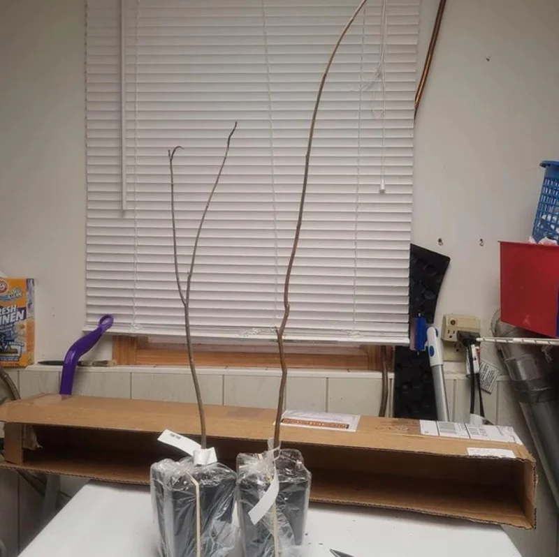 American Persimmon Live Tree - Heirloom Fruit Tree, Quart Pot, 6-12 inches, Outdoor - Image 7