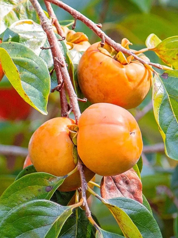 American Persimmon Live Tree - Heirloom Fruit Tree, Quart Pot, 6-12 inches, Outdoor - Image 8