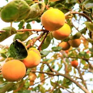 American Persimmon Live Tree - Heirloom Fruit Tree, Quart Pot, 6-12 inches, Outdoor - Image 9