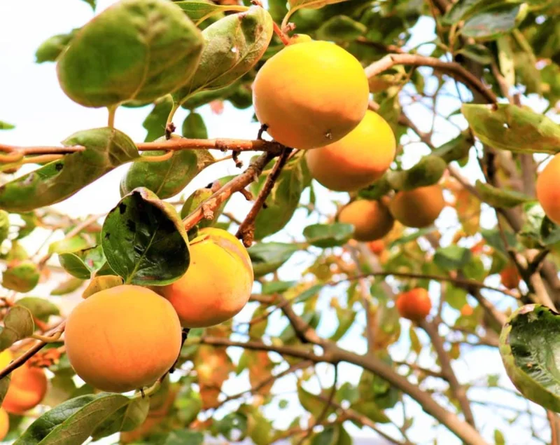 American Persimmon Live Tree - Heirloom Fruit Tree, Quart Pot, 6-12 inches, Outdoor - Image 9