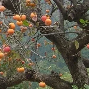 American Persimmon Native Tree - 2 Bare Root Plants, 1-2 ft Tall, Outdoor - Image 2