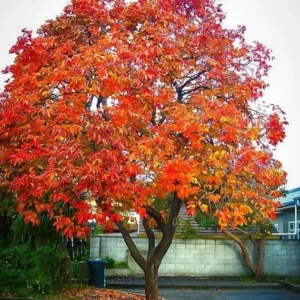 American Persimmon Native Tree - 2 Bare Root Plants, 1-2 ft Tall, Outdoor - Image 1