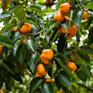 American Persimmon Tree 12-24in Tall Diospyros virginiana Bare Root for Zones 4-9 - Image 5