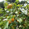 American Persimmon Tree Bareroot Plant – 18-30 inches – Fruit Tree - Image 1