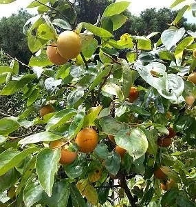American Persimmon Tree Bareroot Plant – 18-30 inches – Fruit Tree - Image 1