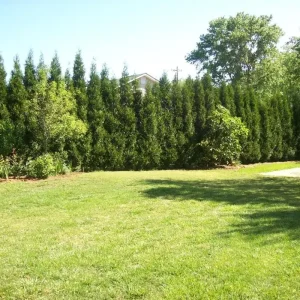 American Pillar Arborvitae Live Plant - Thuja occidentalis - 4