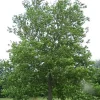 American Plane Tree (Sycamore) Live Plant - 2 Bare Root Trees, 6-12 inches tall, Outdoor Shade Tree - Image 1