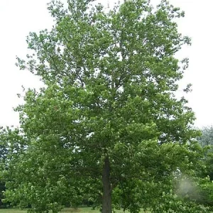 American Plane Tree (Sycamore) Live Plant - 2 Bare Root Trees, 6-12 inches tall, Outdoor Shade Tree - Image 1
