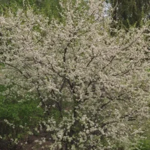 American Plum Tree Live Plant - Prunus americana - 12-24