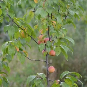 American Plum Tree Live Plant - Prunus americana - 12-24