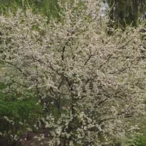 American Plum Tree Live Plant - Prunus americana - 12-24