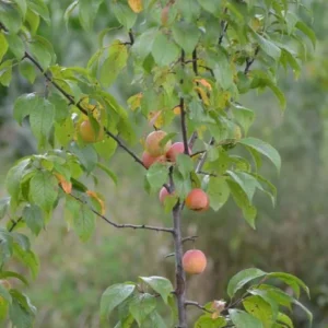 American Plum Tree Live Plants – 3 Pack, 12-24