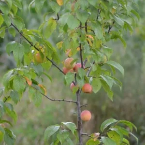 American Plum Tree Live Plants – 3 Pack, 12-24