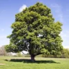 American Sycamore Live Plant - 1 Quart Pot - Platanus occidentalis Tree - Fast Growing Shade Tree - Outdoor - Image 1