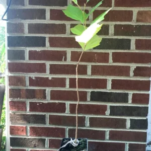 American Sycamore Live Plant – Quart Pot – Fast Growing Shade Tree – Platanus occidentalis – Outdoor - Image 7