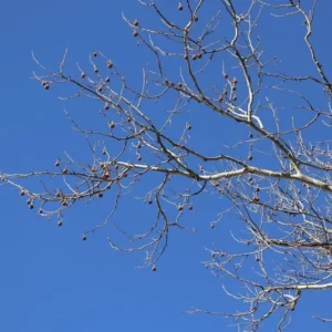 American Sycamore Live Plant – Quart Pot – Fast Growing Shade Tree – Platanus occidentalis – Outdoor - Image 9