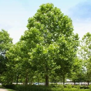 American Sycamore Live Tree – 10-12 inch Tall Deciduous Shade Tree - Image 3