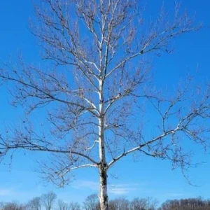 American Sycamore Live Tree – 10-12 inch Tall Deciduous Shade Tree - Image 7