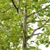 American Sycamore Tree Bare-root - Fast Growing Shade Tree - 3 ft - Image 1