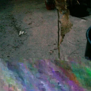 American Sycamore Tree Live Plant, Platanus occidentalis, 18+ Inches, Set of 2 - Image 4