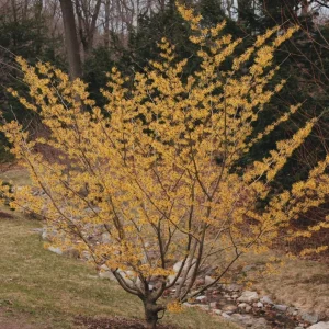 American Witch Hazel Live Plant – Fall Bloom Deciduous Shrub, 6-12 in Tall, 1 Qt Pot, Outdoor - Image 10