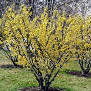American Witch Hazel Live Plant – Fall Bloom Deciduous Shrub, 6-12 in Tall, 1 Qt Pot, Outdoor - Image 4