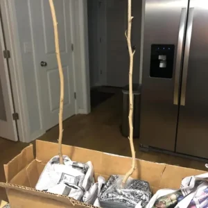 American Witch Hazel Live Plant – Fall Bloom Deciduous Shrub, 6-12 in Tall, 1 Qt Pot, Outdoor - Image 6