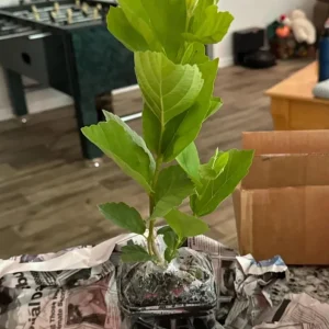 American Witch Hazel Live Plant – Fall Bloom Deciduous Shrub, 6-12 in Tall, 1 Qt Pot, Outdoor - Image 7