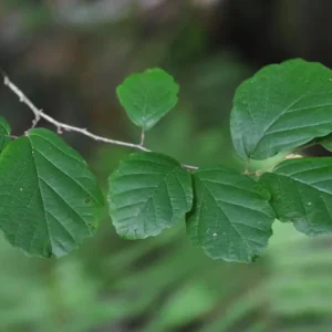 American Witch Hazel Live Plant – Fall Bloom Deciduous Shrub, 6-12 in Tall, 1 Qt Pot, Outdoor - Image 8