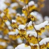 American Witch Hazel Live Plant – Fall Bloom Deciduous Shrub, 6-12 in Tall, 1 Qt Pot, Outdoor - Image 1