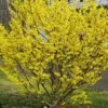American Witch-Hazel Live Tree - 6-12" Tall Deciduous Shrub, 1 Quart Pot, Outdoor - Image 1
