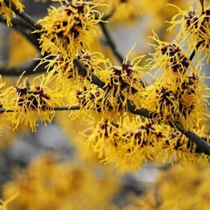 American Witch-Hazel Live Tree - 6-12