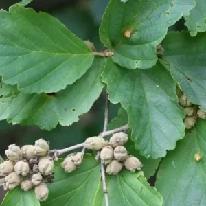 American Witch-Hazel Live Tree - 6-12