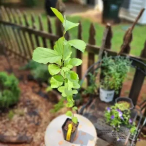 American Witch-Hazel Live Tree - 6-12