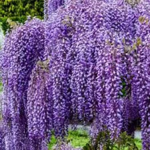 Amethyst Falls Wisteria Live Plant - 12-14in Starter Vine - Fragrant Lavender Blooms - Image 1