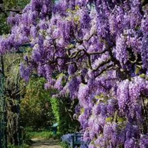 Amethyst Falls Wisteria Live Plant - 5 Plants, 12-14in Starter, Fragrant Purple Flowers - Image 3
