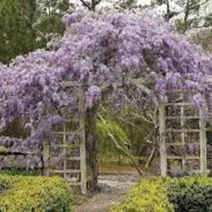 Amethyst Falls Wisteria Live Plant - 5 Plants, 12-14in Starter, Fragrant Purple Flowers - Image 4