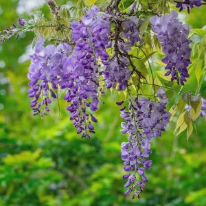 Amethyst Falls Wisteria Live Plant - Chinese Wisteria Vine, 3.5 inch Pot, 8-15 inches Tall, Outdoor - Image 2