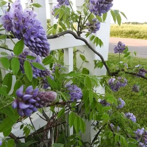 Amethyst Falls Wisteria Live Plant - Chinese Wisteria Vine, 3.5 inch Pot, 8-15 inches Tall, Outdoor - Image 1