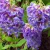 Amethyst Falls Wisteria Vine Live Plant – American Wisteria 4 Inch Pot – Outdoor Climbing Shrub - Image 1