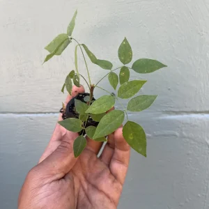 Amethyst Falls Wisteria Vine Live Plant - Native, Fragrant Purple Flowers - Image 3