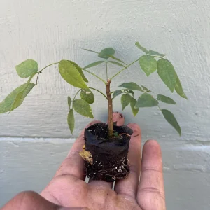 Amethyst Falls Wisteria Vine Live Plant - Native, Fragrant Purple Flowers - Image 5